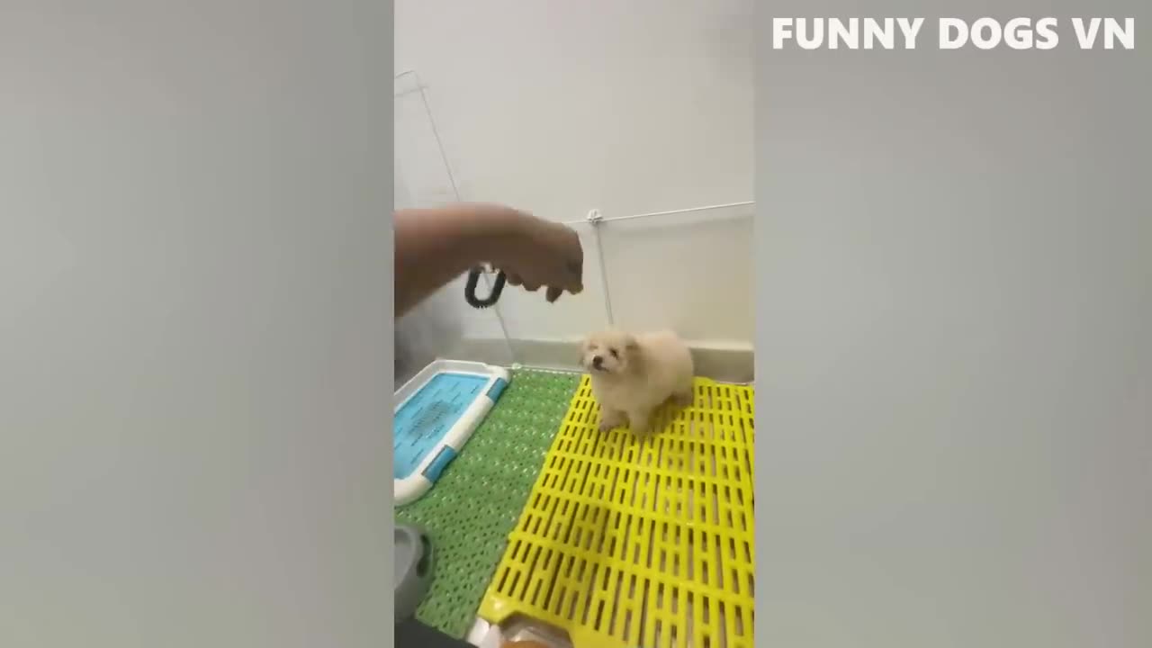 Funniest Animal Video 2023