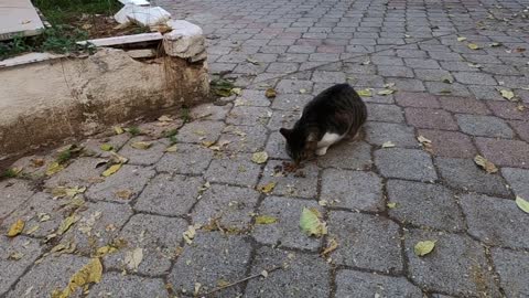 Cat making funny sounds while eating