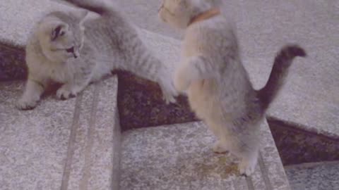 "The Purr-suit of Knowledge: Unleashing the Power of an Intelligent Cat"