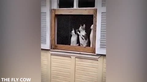 Cute cat and dog biggest funny latest 2023