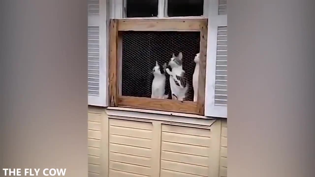Cute cat and dog biggest funny latest 2023