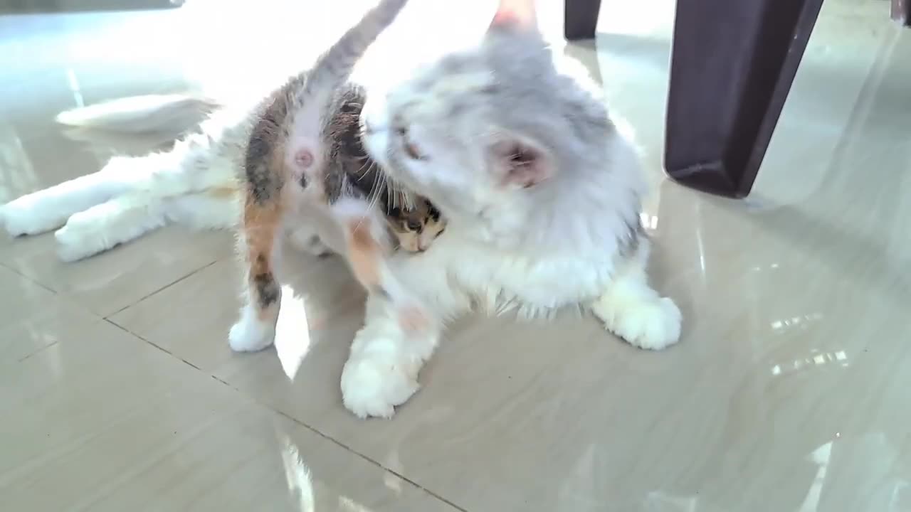 Best Funny Animal Videos Of The 2023 🤣 - Funniest Cats And Dogs Videos 😺😍