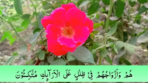 Surah Yaseen ( Yasin ) with Urdu Tarjuma - Quran tilawat - Episode 06 -