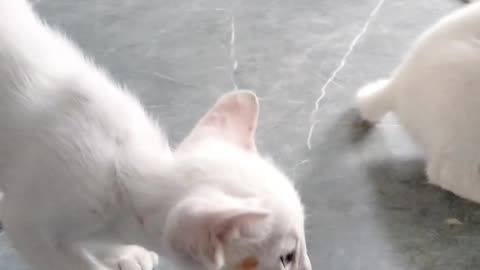 Most beautiful cat ❤️