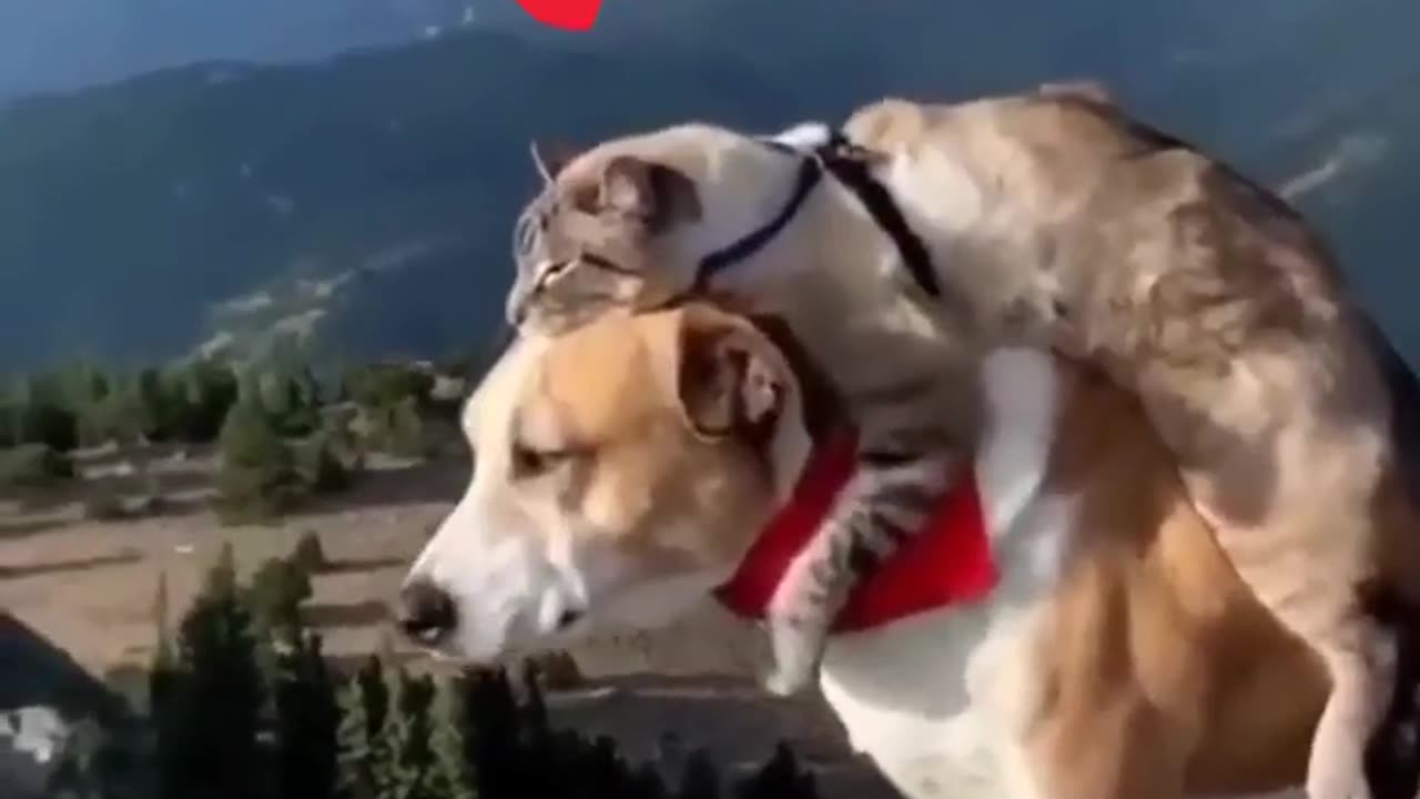 -Dogs funny video -the funniest viral videos of all time.