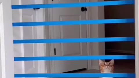 "Cat-tastic Leaps: How High Can Cats Really Jump?"