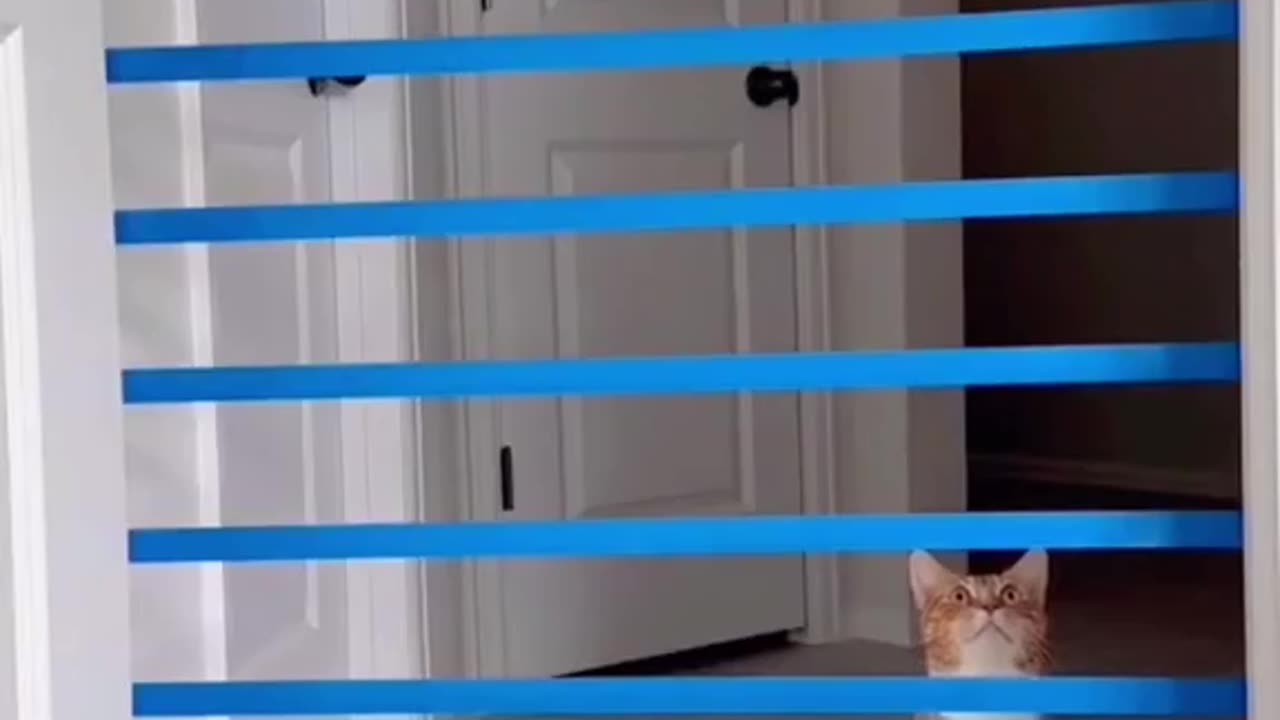 "Cat-tastic Leaps: How High Can Cats Really Jump?"