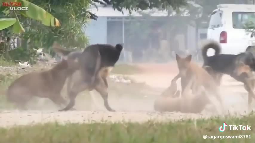 Dog Blood Fight