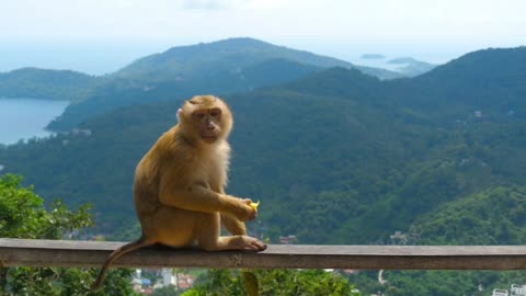 Monkey eating on the mountains