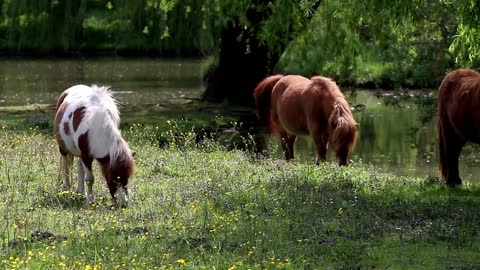 8 MINUTES of BEAUTIFUL PAINT HORSES | BEST Relax Music, Meditation, Stress Relief, Calm | TVM