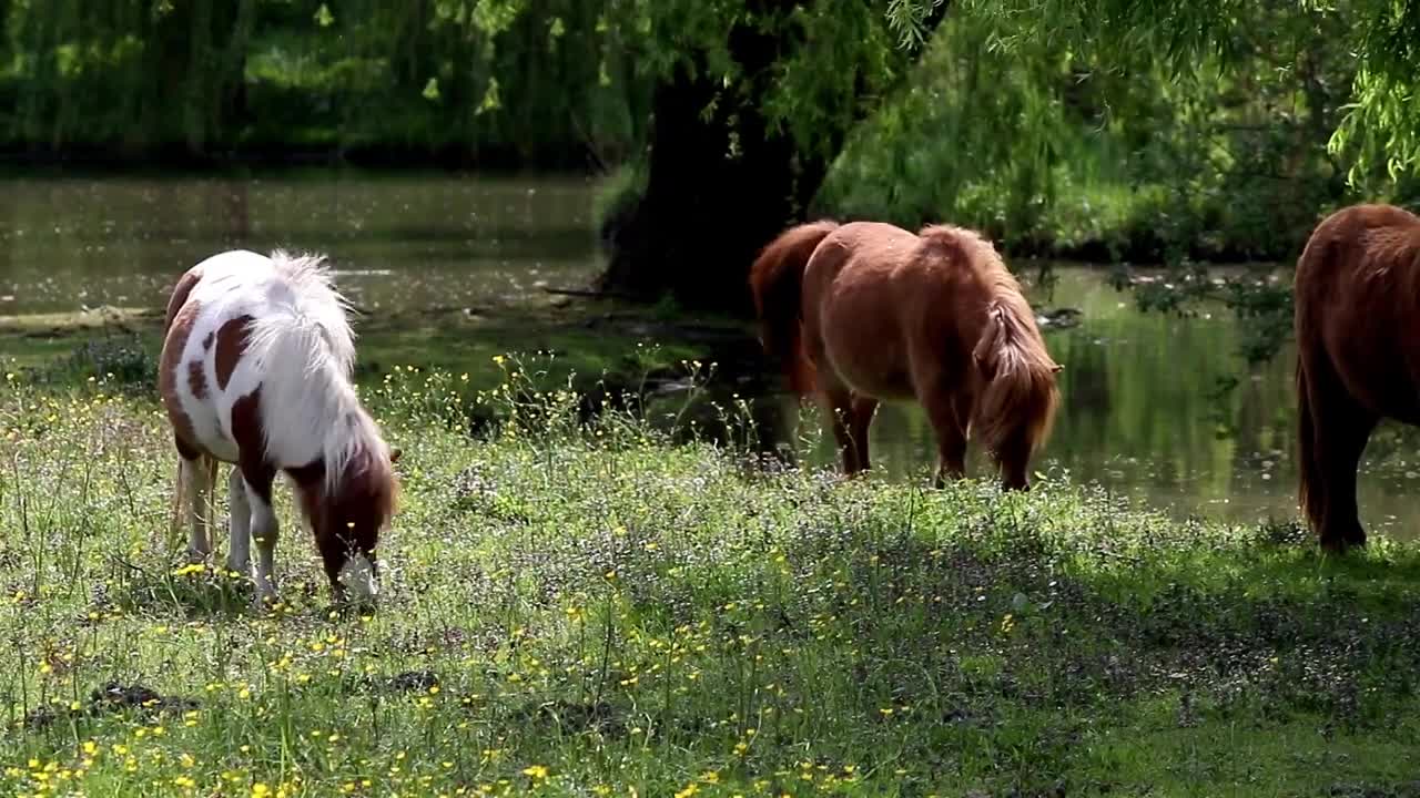 8 MINUTES of BEAUTIFUL PAINT HORSES | BEST Relax Music, Meditation, Stress Relief, Calm | TVM