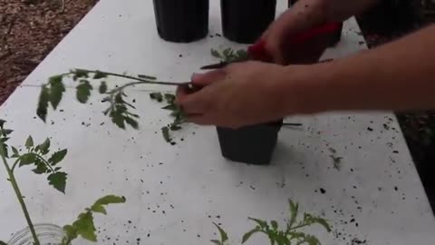 EASY WAYS TO GROW TOMATOES FROM CUTTINGS