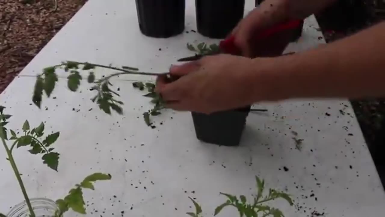EASY WAYS TO GROW TOMATOES FROM CUTTINGS