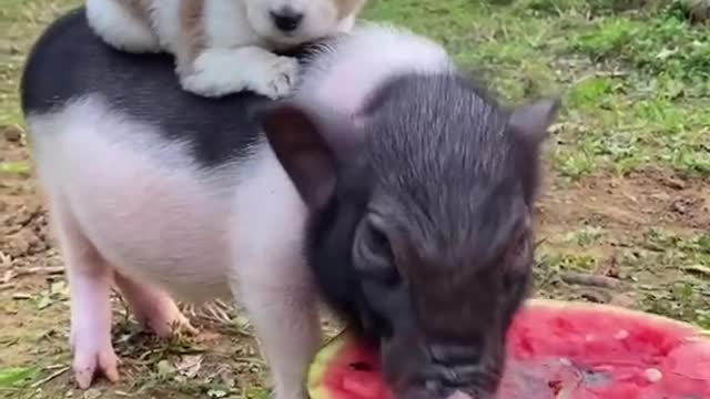 Funny Dog Videos 2022😂🐕 ! Try Not To Laugh
