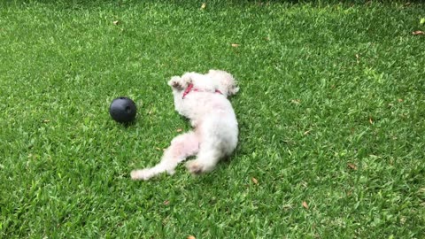 Cute puppy playing