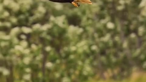 Birds video|comedy videos|animals video