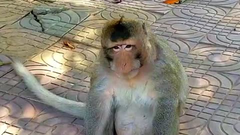 AWW New Funny Videos 20223😂 Cutest animals Doing Funny Things monkey AWW