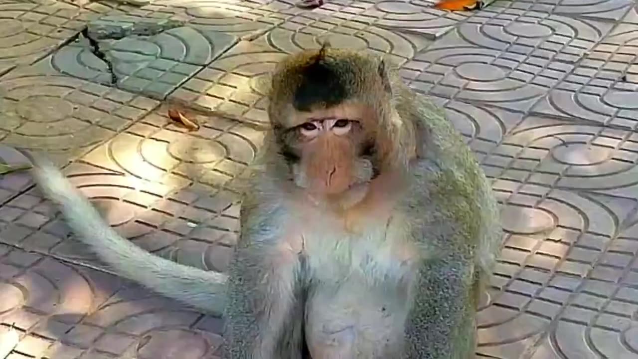 AWW New Funny Videos 20223😂 Cutest animals Doing Funny Things monkey AWW