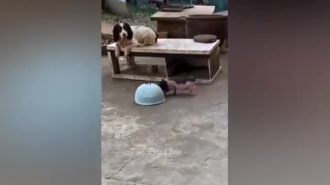 Funny Animal Videos 2023 😂 Funniest Cats And Dogs Video 😺😍
