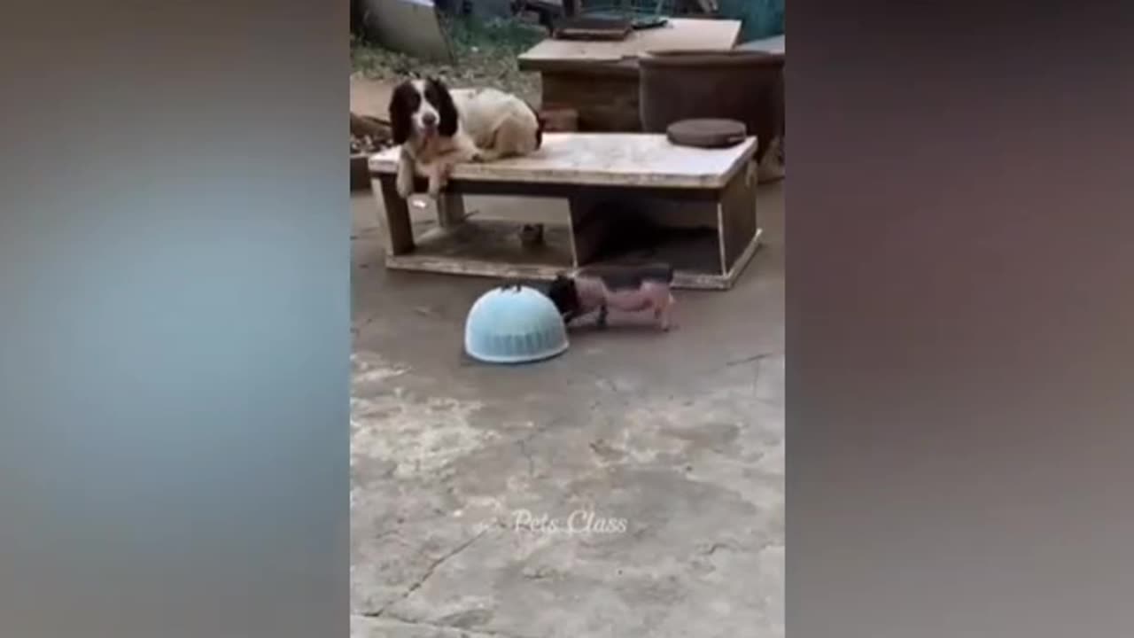 Funny Animal Videos 2023 😂 Funniest Cats And Dogs Video 😺😍