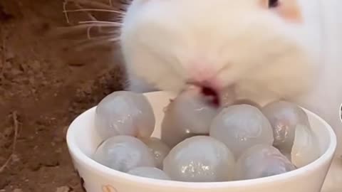 Little Rabbit Eats Longan Cute Pet Debut Plan Rabbit Pastoral Little cute Pet