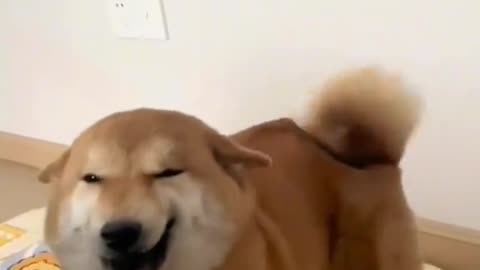 Funny Dogs