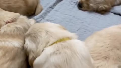 Golden retriever for sale cheap in Florida