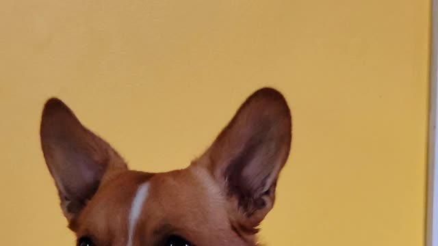 Cute Corgi begging