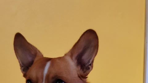 Cute Corgi begging