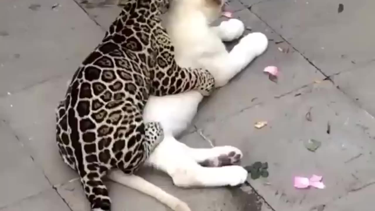 Cuffing and Cuddling🦁🦁🦁