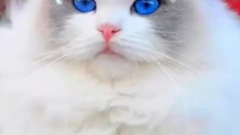 cat g video g Baby catlover cat video g