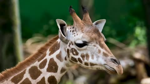 Wildlife Animals in a Relaxing Music