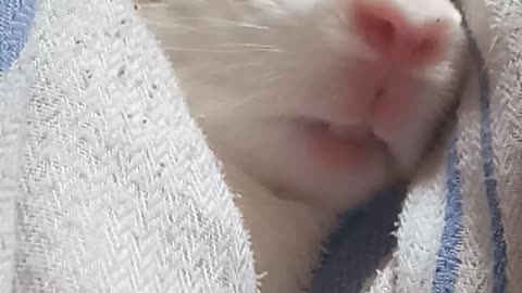 HOW MY PET RABBIT SLEEP
