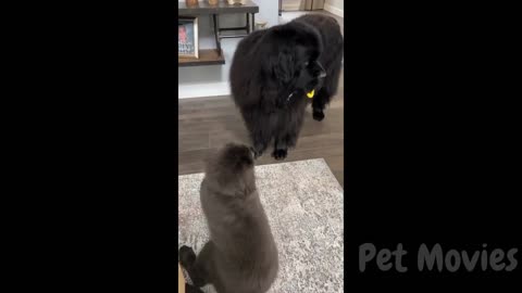 Your dose of funny dogs and cats videos