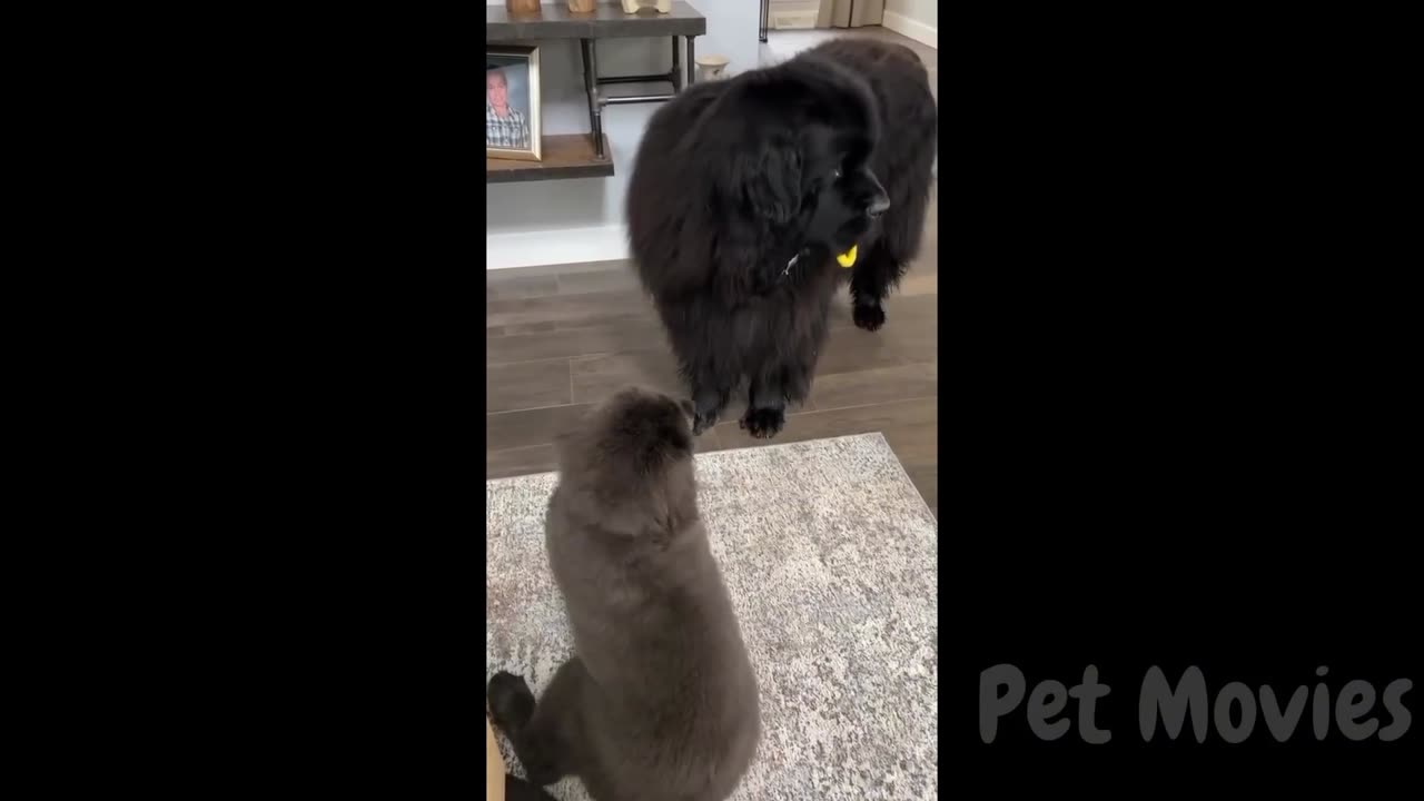 Your dose of funny dogs and cats videos