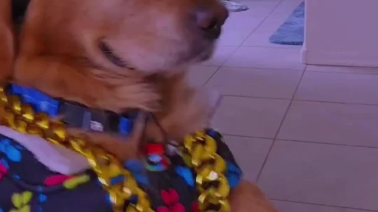 Best Funny Video 2023