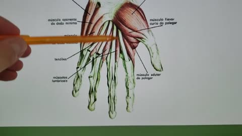 INFILTRAÇÃO PUNHO E MÃO - ANATOMIA
