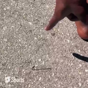 Animals Bugs and Humans feel your peace “as so within as so without” #celebrateearth