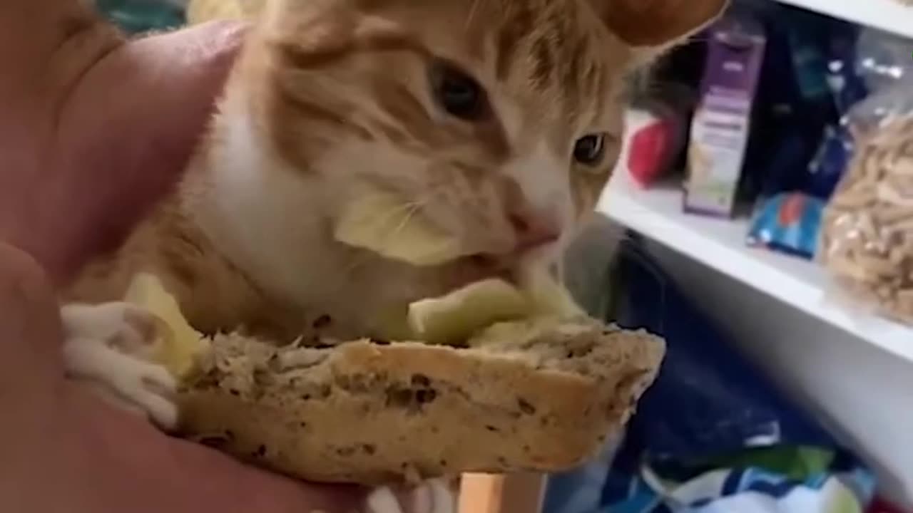unny animals - Funny cats and dogs - Funny animal videos 2023
