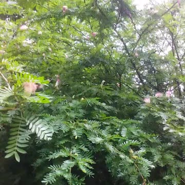 11.5.2024 Random Kuranda - Butterflies