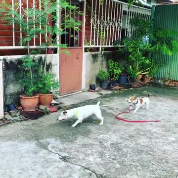 Puppy prevents dog from scuffle by tugging on leash