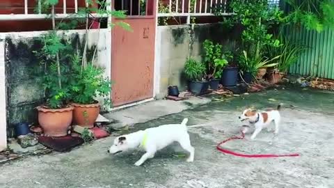 Puppy prevents dog from scuffle by tugging on leash