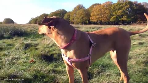 10 most powerful dogs