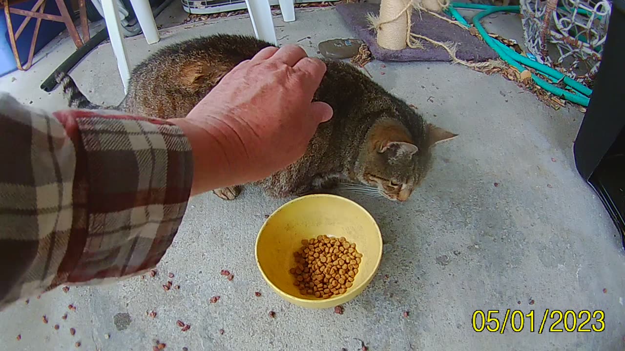 Rocky the Stray Cat Pt.3