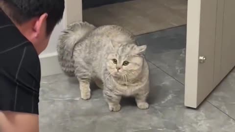 Record the cat's daily life