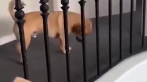 Super funny dog video