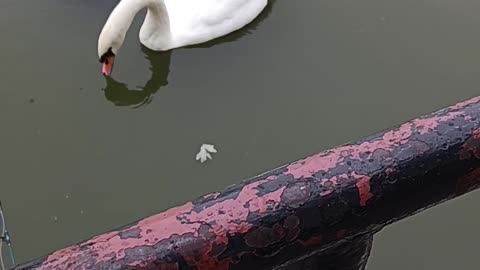 Swans kissena park