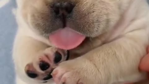 Newborn puppy loves to lick his mouth