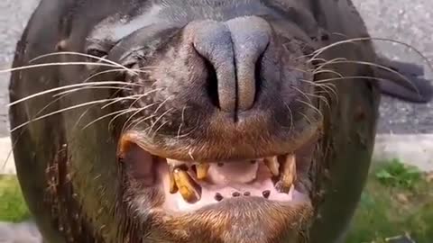 Whare fish