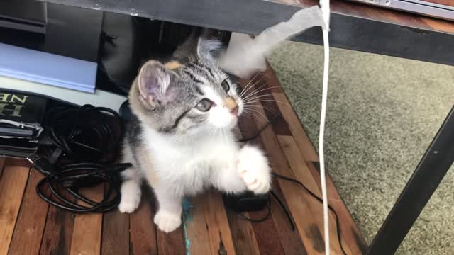 Funny Cat playing with tape